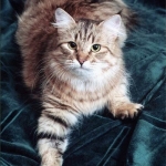 Vesta Valenvic
