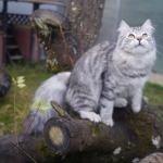 Amazone Astera 9 mois