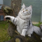 Amazone Astera 9 mois