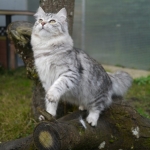 Amazone Astera 9 mois