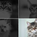 Bebes-chats-les-100-premiers-jours-de-leur-vie-02