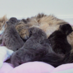Bebes-chats-les-100-premiers-jours-de-leur-vie-04
