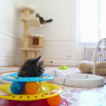 Bebes-chats-les-100-premiers-jours-de-leur-vie-05