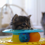Bebes-chats-les-100-premiers-jours-de-leur-vie-06