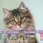 Bebes-chats-les-100-premiers-jours-de-leur-vie-07