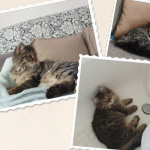 Bebes-chats-les-100-premiers-jours-de-leur-vie-08