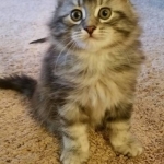 Berstuk Oz Sibérien black silver blotched tabby