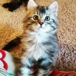 Berstuk Oz Sibérien black silver blotched tabby