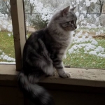 Berstuk Oz Sibérien black silver blotched tabby