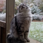 Berstuk Oz Sibérien black silver blotched tabby