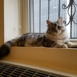 Berstuk Oz Sibérien black silver blotched tabby