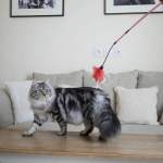 Berstuk Oz Sibérien black silver blotched tabby