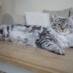 Berstuk Oz Sibérien black silver blotched tabby