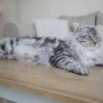 Berstuk Oz Sibérien black silver blotched tabby