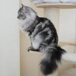 Berstuk Oz chez damman Amur Sibérien black silver blotched tabby