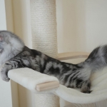 Berstuk Oz Sibérien black silver blotched tabby