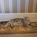 Berstuk Oz chez Damman Amur Sibérien black silver blotched tabby