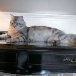 Berstuk Oz chez Damman Amur Sibérien black silver blotched tabby