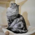 Chat Siberien silver Oz chez Damman Amur.