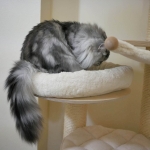 Chat Siberien silver Oz chez Damman Amur.