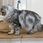Chat Siberien silver Oz chez Damman Amur.