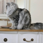Chat Siberien silver Oz chez Damman Amur.