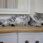 Chat Siberien silver Oz chez Damman Amur.