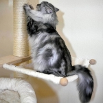 Chat Siberien silver Oz chez Damman Amur.