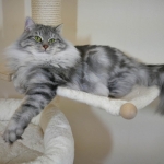 Chat Siberien silver Oz chez Damman Amur.