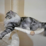Chat Siberien silver Oz chez Damman Amur.