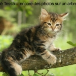 Kesia from Amurin cattery