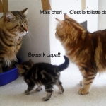 Toilette crisi's