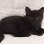 Baby Charisma, chaton Sibérien.