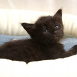 Baby Charisma, chaton Sibérien.