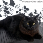 Beautiful Charisma 6 mois, chat Sibérien.