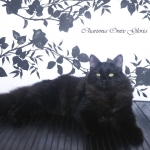 Beautiful Charisma 6 mois, chat Sibérien.