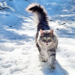 Damman Amur Lana - Black silver blotched tabby