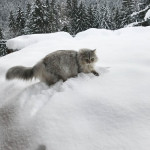 Damman Amur Leetchie - Siberien black silver