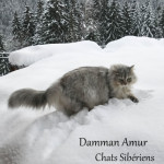 Damman Amur Leetchie - Siberien black silver