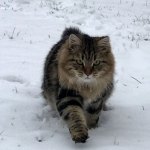 Damman Amur Leo - Siberien brown blotched tabby