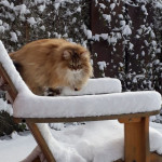 Damman Amur Luz