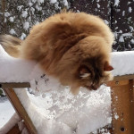 Damman Amur Luz