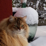 Damman Amur Luz
