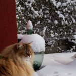 Damman Amur Luz