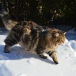 Damman Amur Marin - Siberien brown blotched tabby