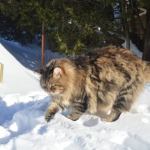 Damman Amur Marin - Siberien brown blotched tabby