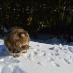 Damman Amur Marin - Siberien brown blotched tabby