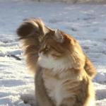 Damman Amur Maximus