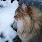 Damman Amur Maximus
