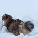 Damman Amur Maximus